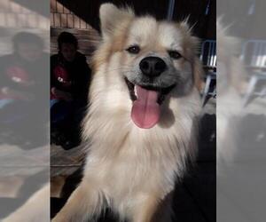 Chiranian Dogs for adoption in Lodi, CA, USA