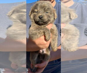 Mutt Dogs for adoption in Grafton, WI, USA