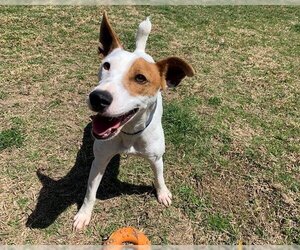Parson Russell Terrier Dogs for adoption in Plano, TX, USA