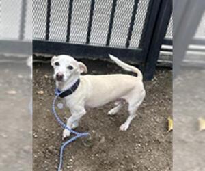 Chihuahua Dogs for adoption in Redlands, CA, USA
