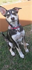 Medium Photo #1 Alaskan Husky-Unknown Mix Puppy For Sale in Rockaway, NJ, USA