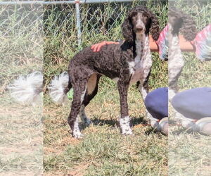 Poodle (Standard)-Unknown Mix Dogs for adoption in Thomasville, NC, USA