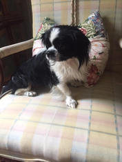 Cavalier King Charles Spaniel-Unknown Mix Dogs for adoption in Columbia, TN, USA