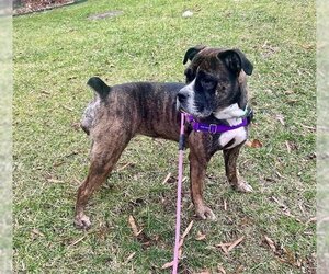 Boxer Dogs for adoption in Charlotte, NC, USA