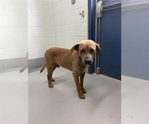 Labrador Retriever Dogs for adoption in Corpus Christi, TX, USA