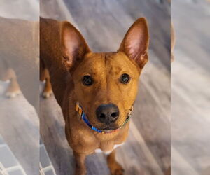 American Pit Bull Terrier-Siberian Husky Mix Dogs for adoption in The Woodlands, TX, USA