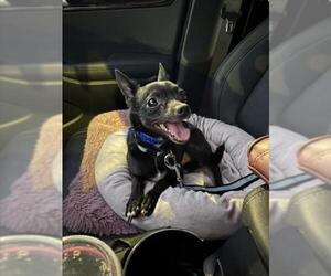 Chihuahua-Unknown Mix Dogs for adoption in Las Vegas, NV, USA