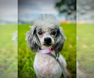 Poodle (Toy) Dogs for adoption in Pacolet, SC, USA