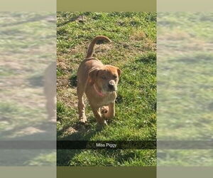 American Foxhound-Catahoula Leopard Dog Mix Dogs for adoption in Aurora, IN, USA