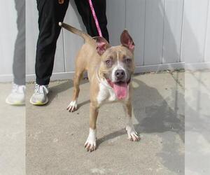 American Pit Bull Terrier Dogs for adoption in Louisville, KY, USA