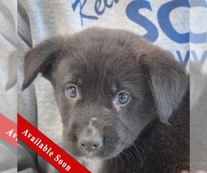 Mutt Dogs for adoption in Huntley, IL, USA