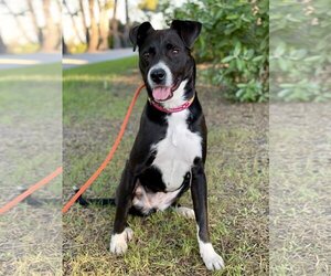 Border Collie-Boxer Mix Dogs for adoption in Santa Monica, CA, USA
