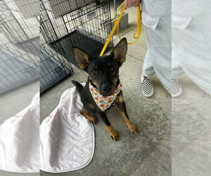 German Shepherd Dog Dogs for adoption in Claremore, OK, USA