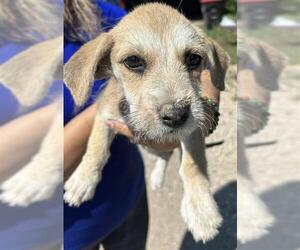 Medium Photo #1 Miniature Schnauzer-Unknown Mix Puppy For Sale in Houston, TX, USA
