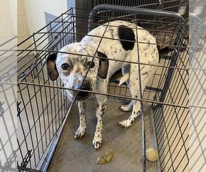 Border Collie-Unknown Mix Dogs for adoption in Modesto, CA, USA
