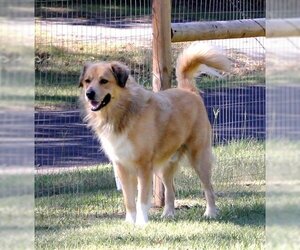 Golden Pyrenees Dogs for adoption in Coppell, TX, USA