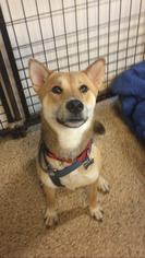 Shiba Inu Dogs for adoption in Tempe, AZ, USA