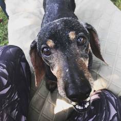 Dachshund Dogs for adoption in Portland, IN, USA