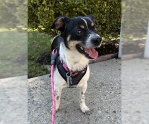 Rat-Cha Dogs for adoption in Holly Springs, NC, USA