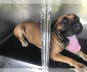 Mastiff Dogs for adoption in Naples, FL, USA