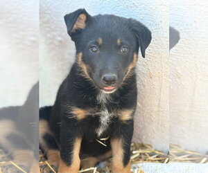 Mutt Dogs for adoption in San Diego, CA, USA