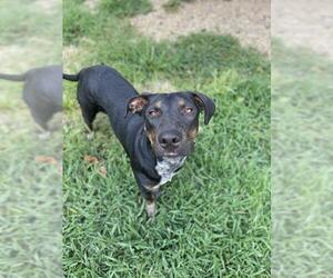 Doberman Pinscher Dogs for adoption in Manchester, MO, USA