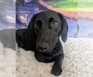 Dachshund Dogs for adoption in Claremore, OK, USA