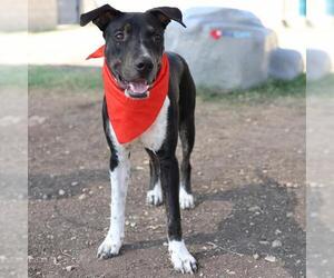 American Staffordshire Terrier-Unknown Mix Dogs for adoption in San Antonio, TX, USA