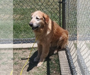 Golden Retriever Dogs for adoption in Irving, TX, USA