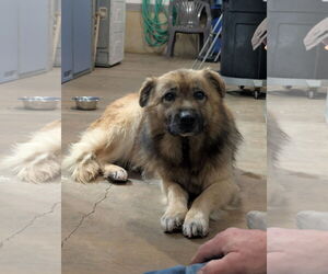 Mutt Dogs for adoption in Chinook, MT, USA