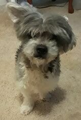 Havanese Dogs for adoption in Florence, KY, USA