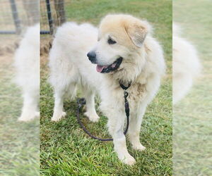 Great Pyrenees Dogs for adoption in Westminster, MD, USA