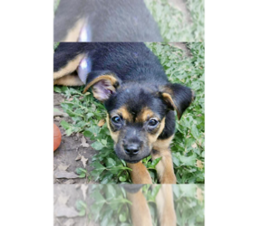 Jack Russell Terrier-Unknown Mix Dogs for adoption in Tampa, FL, USA