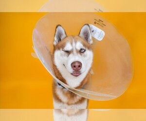 Huskies -Unknown Mix Dogs for adoption in West Palm Beach, FL, USA