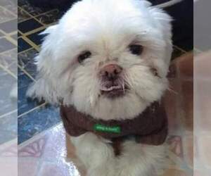 Shih Tzu Dogs for adoption in Brooklyn, NY, USA