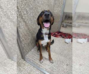Mutt Dogs for adoption in Martinsburg, WV, USA