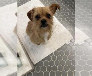 Mutt Dogs for adoption in San Antonio, TX, USA