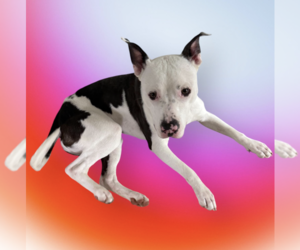 Medium Photo #2 Mutt Puppy For Sale in Rockville, MD, USA