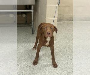 Labrador Retriever-Unknown Mix Dogs for adoption in Conroe, TX, USA