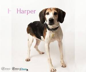 Mutt Dogs for adoption in Fairhope, AL, USA
