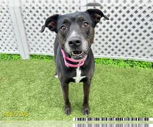 Labrador Retriever Dogs for adoption in West Palm Beach, FL, USA