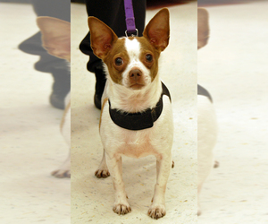 Chihuahua Dogs for adoption in Monkton, MD, USA