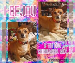 Chihuahua-Unknown Mix Dogs for adoption in Franklinton, LA, USA
