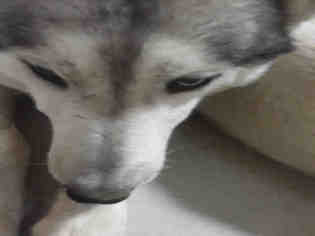 Alaskan Husky Dogs for adoption in Bakersfield, CA, USA