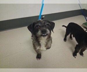 Mutt Dogs for adoption in Corona, CA, USA
