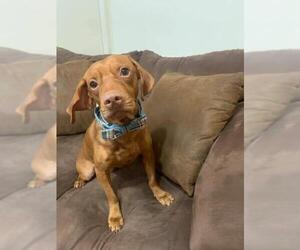 Chiweenie Dogs for adoption in New York, NY, USA
