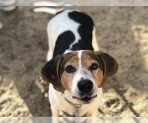Treeing Walker Coonhound Dogs for adoption in Armonk, NY, USA