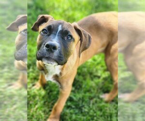 Black Mouth Cur-Unknown Mix Dogs for adoption in Sandy, UT, USA
