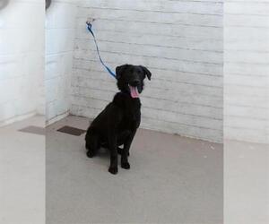 Mutt Dogs for adoption in San Bernardino, CA, USA