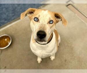 Siberian Husky-Unknown Mix Dogs for adoption in Fort Collins, CO, USA